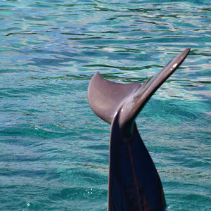 Meet your Posher, Queenie